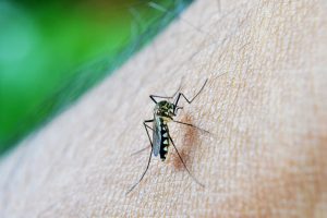 mosquito, bite, decease, dengue, malaria, sri lanka, mawanella, ceylon, mosquito, mosquito, mosquito, mosquito, mosquito, dengue, dengue, malaria, malaria