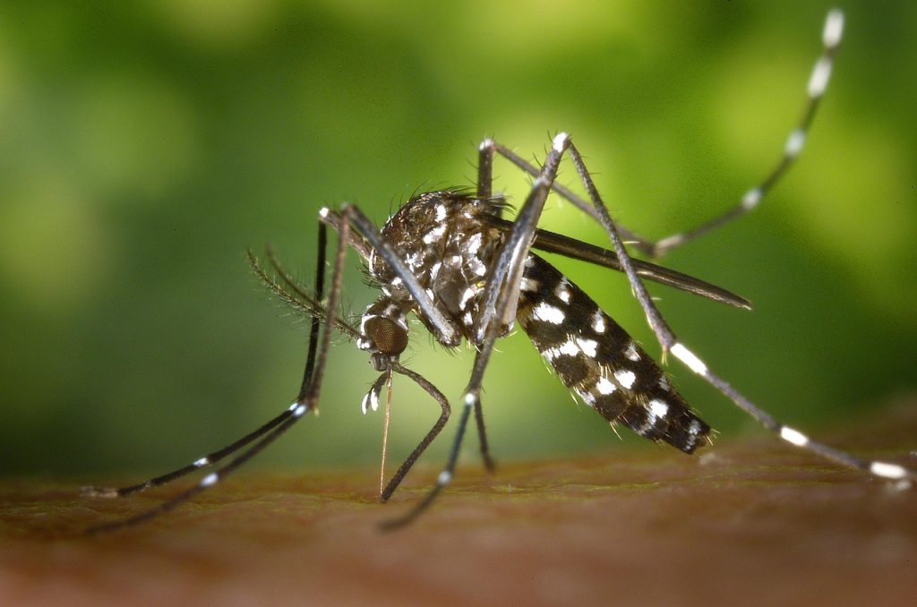 mosquito, insect, mosquito bite, blood sucker, blood sucking, nature, tiger mosquito, forest mosquito, asian tiger mosquito, aedes albopictus, animal, closeup