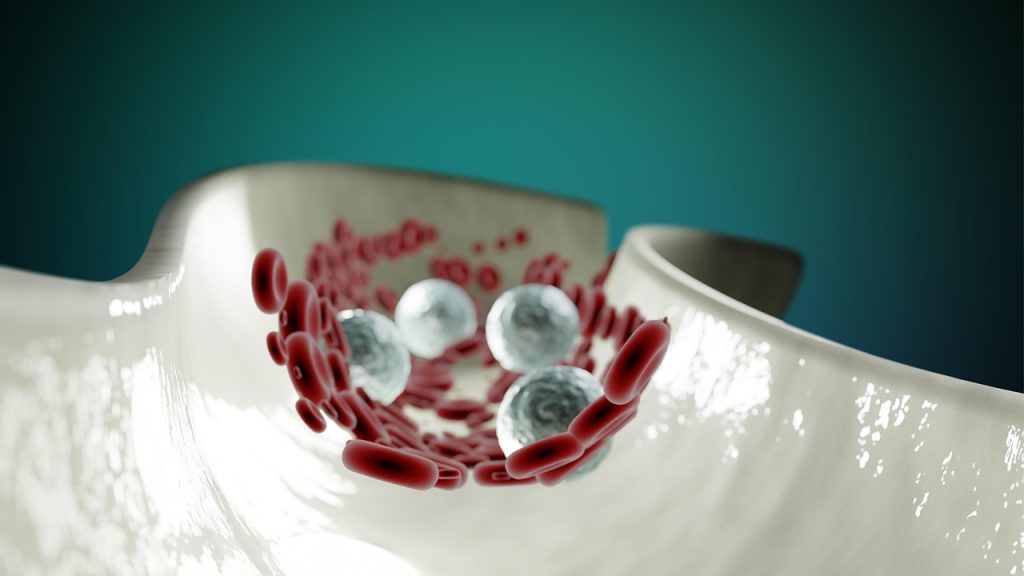 blood cells, anatomy, healthcare, circulatory system, circulation, artery, cardiovascular, science, rbc, wbc